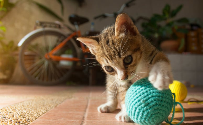 Kediler için oyuncaklar: Evcil hayvanınızı eğlendirmek için 45 harika fikir