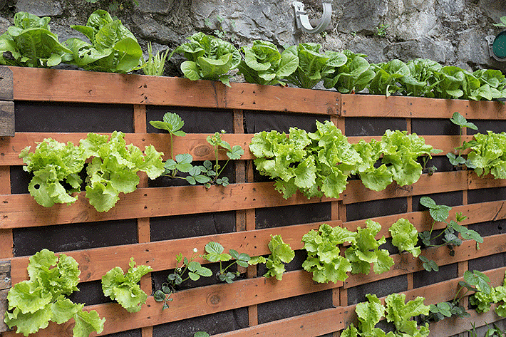 Hur man får en vertikal grönsaksträdgård hemma