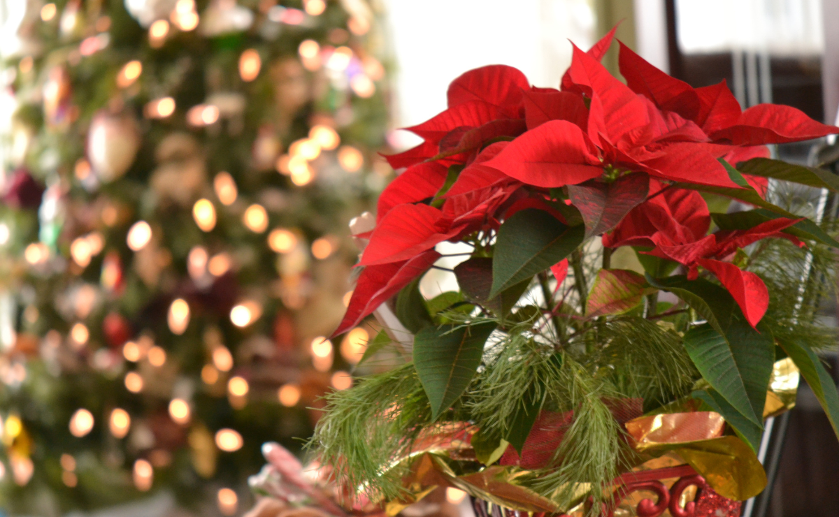 Christmas Flower: 40 arrangement ideas and tips for plant care