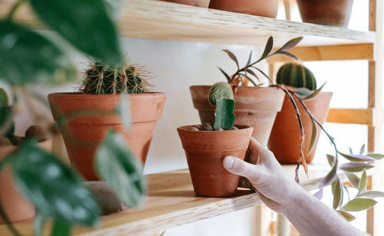 Växthyllor: 20 idéer och handledningar för att fylla ditt liv med grönska