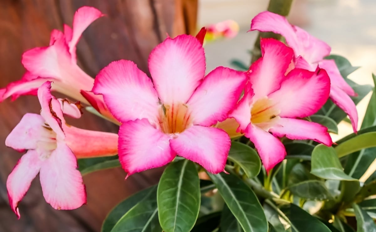Desert Rose: kā audzēt šo skaisto ziedu ar praktiskiem padomiem