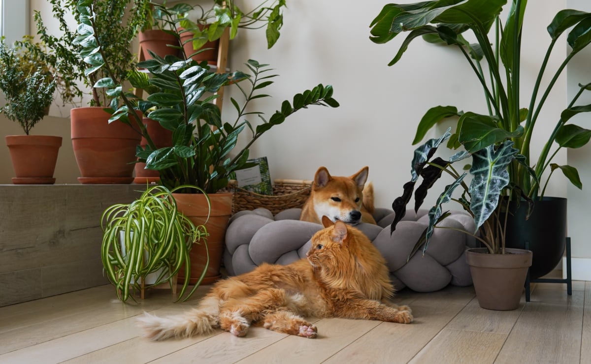 25 plantas tóxicas para evitar se tes mascotas na casa