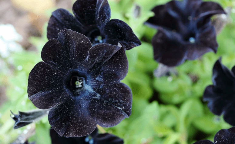 काळ्या फुलांच्या 12 प्रजाती ज्या अशा सौंदर्याने आश्चर्यचकित होतील