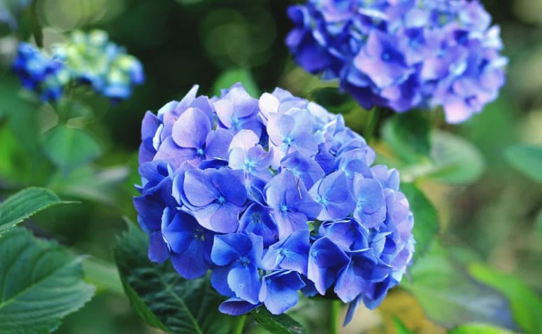 Como plantar e colorear o teu xardín coa encantadora hortensia