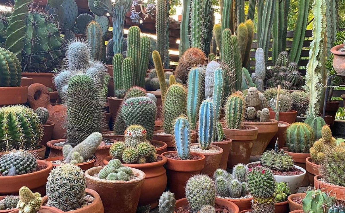 Cactus : soins, types, photos et conseils de décoration