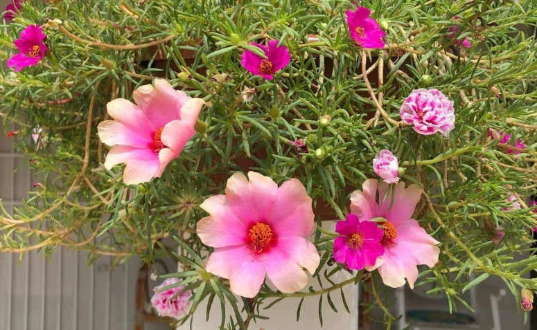 10 ide bunga heather untuk menambahkan sentuhan keindahan pada dekorasi Anda
