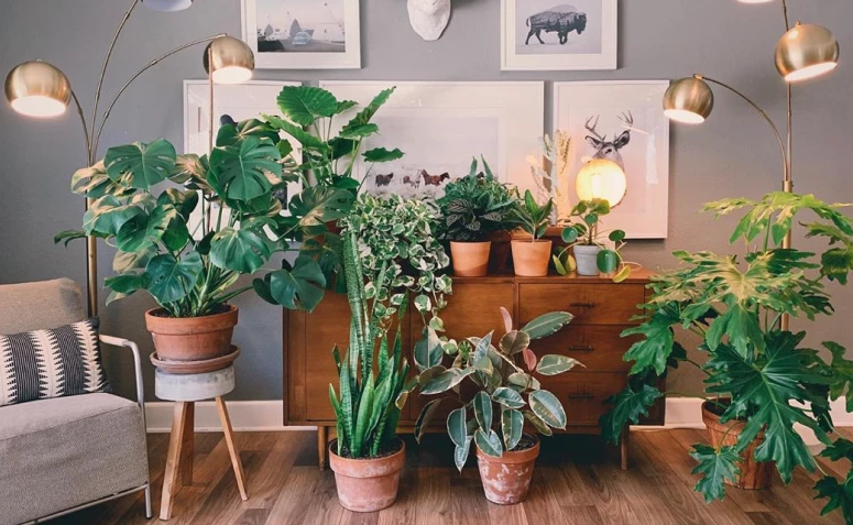 گیاهان آپارتمانی: 25 الهام برای گوشه کوچک شما