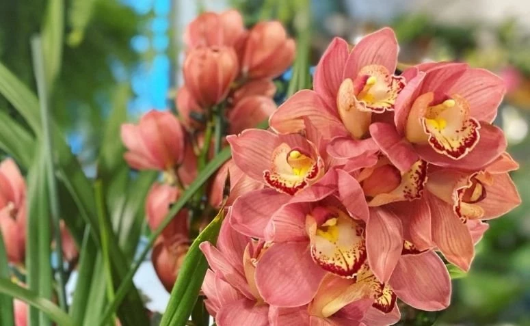 Ievietojiet savās mājās cimbidiju orhideju eksotisko skaistumu.