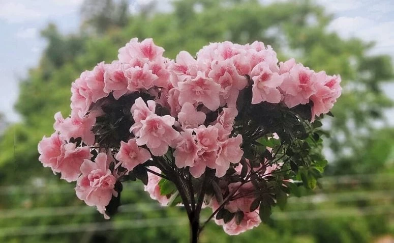 Azalea: hvordan man dyrker og bruger denne smukke blomst til dekoration