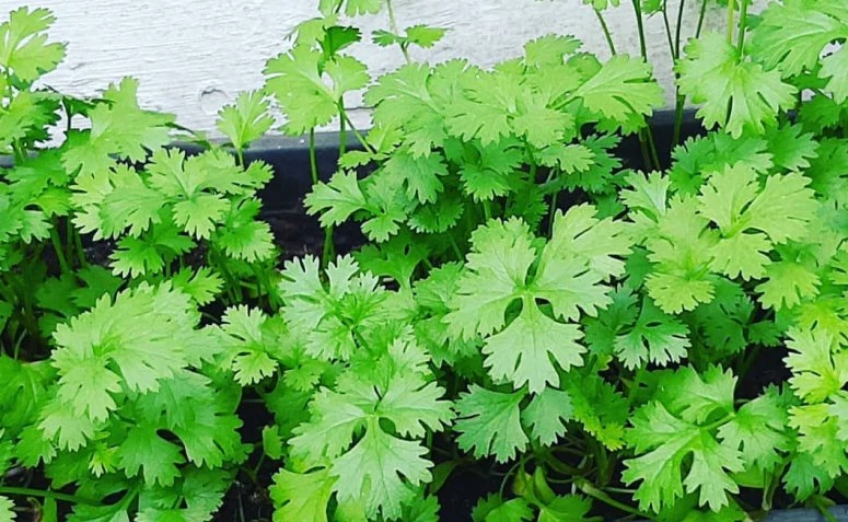 Hoe kinne jo koriander planten: 6 tutorials om it op 'e bêste manier te groeien