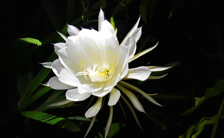 Gecenin hanımı: sadece geceleri çiçek açan ünlü bitkiyle tanışın
