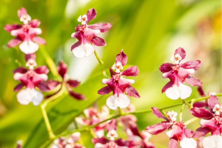 Çikolata orkidesinin güzel fotoğraflarını ve bitki için bakım ipuçlarını görün