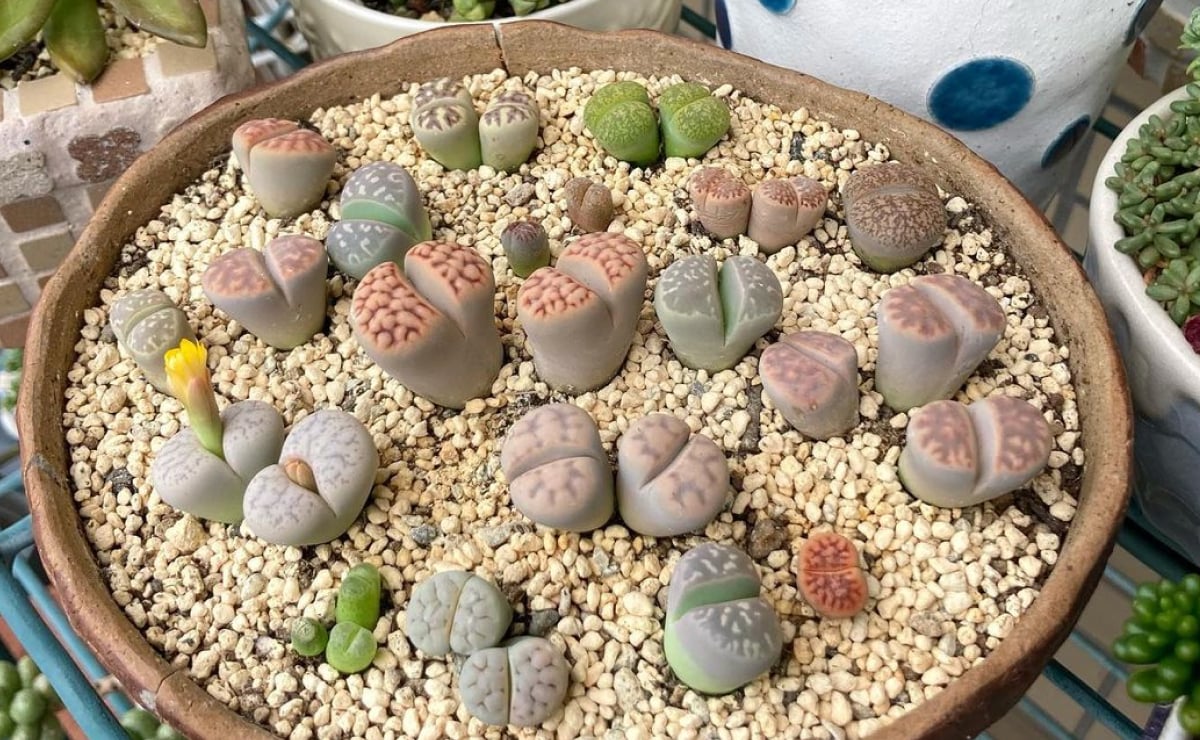 लिथोप्स, छोटे और जिज्ञासु पत्थर के पौधों से मिलें