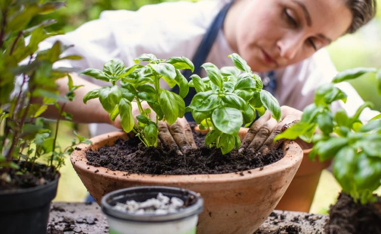 Fesleğen nasıl yetiştirilir: Bitkinin evde nasıl yetiştirileceğine dair 9 eğitim