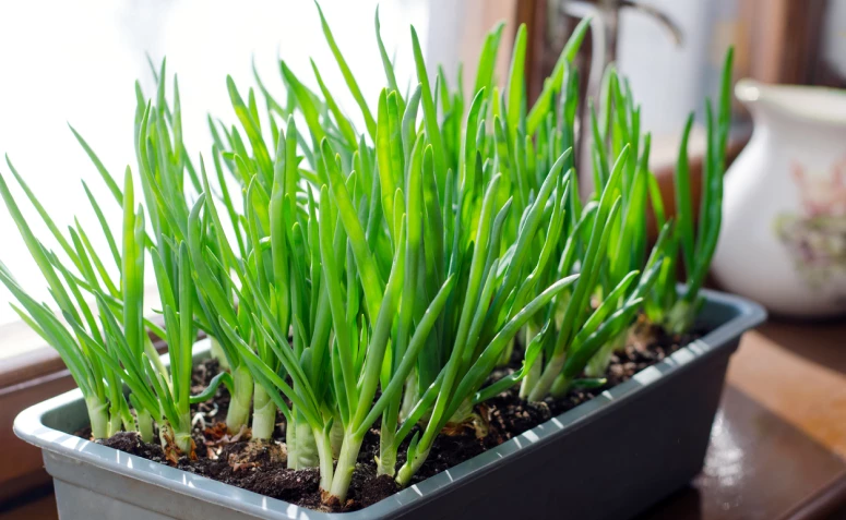 7 måder at dyrke purløg på for at starte en grøntsagshave i hjemmet