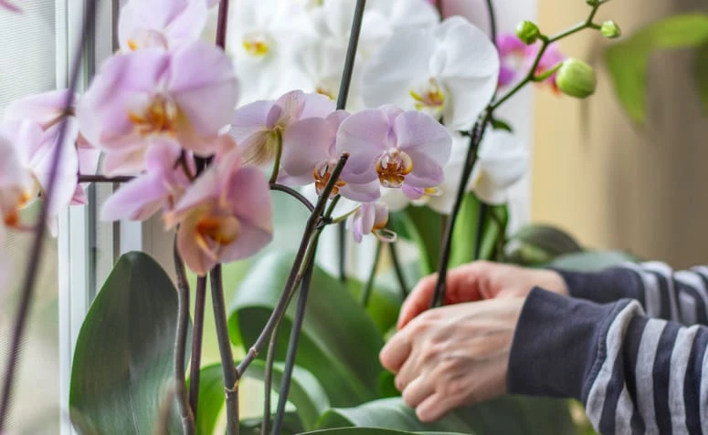 Kumaha miara orkid: 12 tip pikeun anu resep kembang