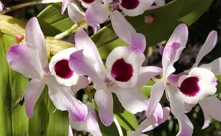 Orkide turlari: uyingizni bezash uchun 23 turni toping