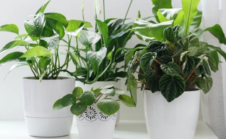 Peperomia: ako sa starať o krásne rastliny a skrášliť si nimi domov