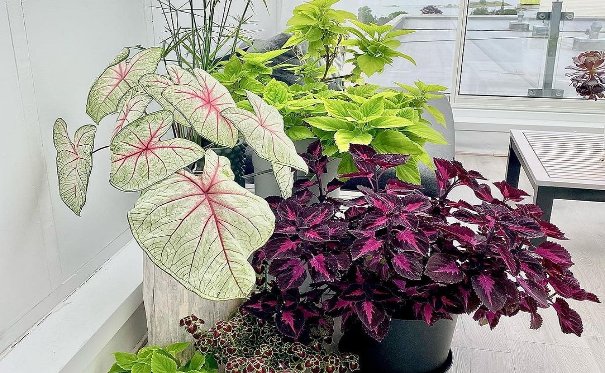15 foliage to collect to create a colorful decoration