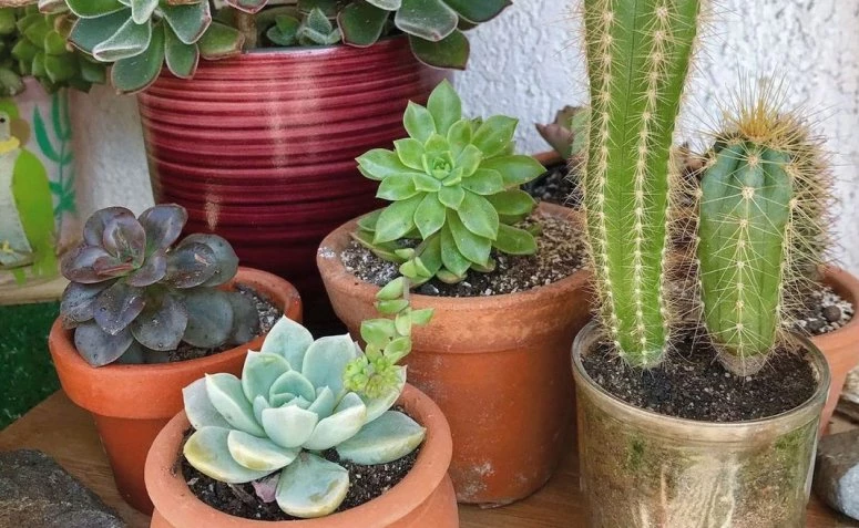 30 տեսակի արևոտ բույսեր՝ ձեր այգին լուսավորելու համար