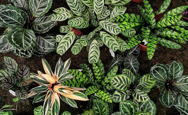 Maranta: plantes amb estampats increïbles per tenir a casa
