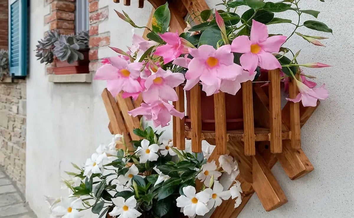 Πώς να καλλιεργήσετε διπλαδένια: ένα ευπροσάρμοστο φυτό με συναρπαστικά λουλούδια