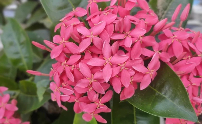 Tips and care to grow ixora and enjoy all the joy of this plant