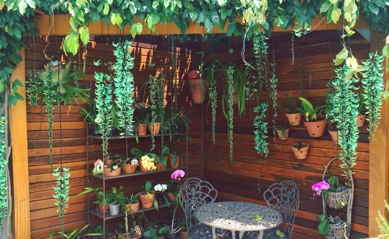 Jade trepador: consejos e ideas para cultivar esta planta en su jardín