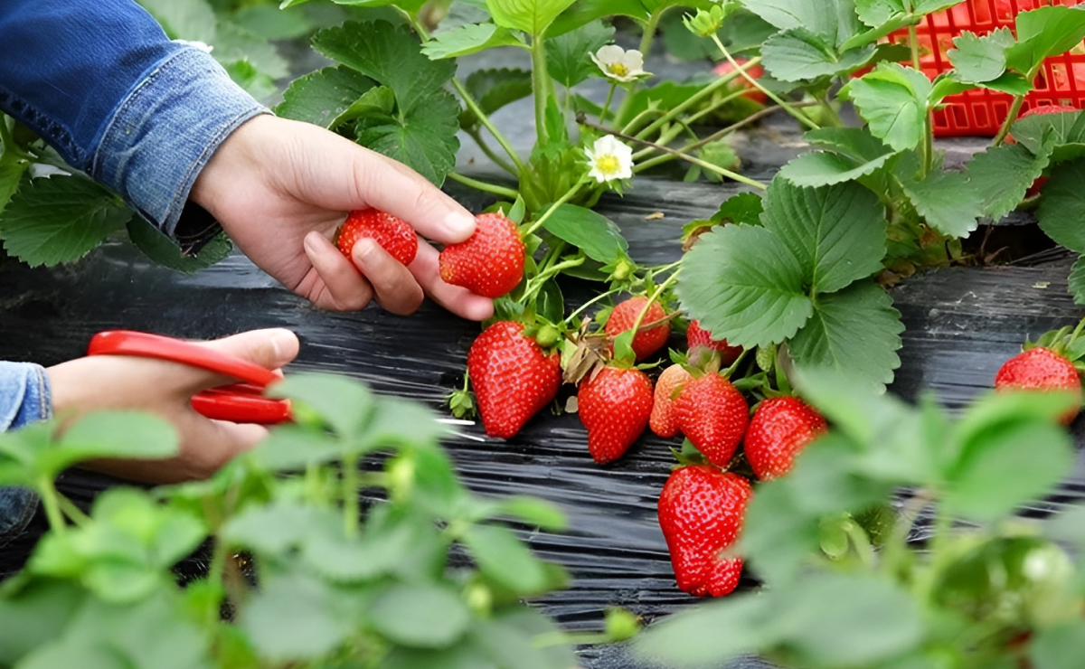 Hoe aardbeien kweken: 6 verschillende manieren en verzorgingstips