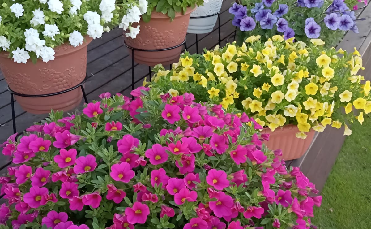 Petunia: wie man diese Pflanze anbaut und sein Zuhause verschönert