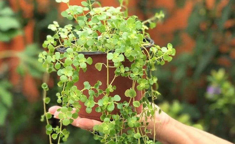 Փող-փունջ. ինչպես աճեցնել բույսը, որը գրավում է բարգավաճումը