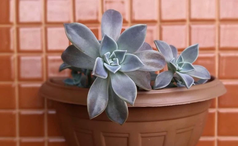 Cultivation tips to compose your garden with the beautiful ghost plant