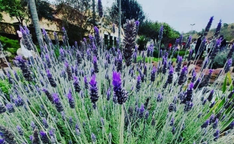 Vul uw huis met schoonheid en geur door lavendel te kweken met deze praktische tips