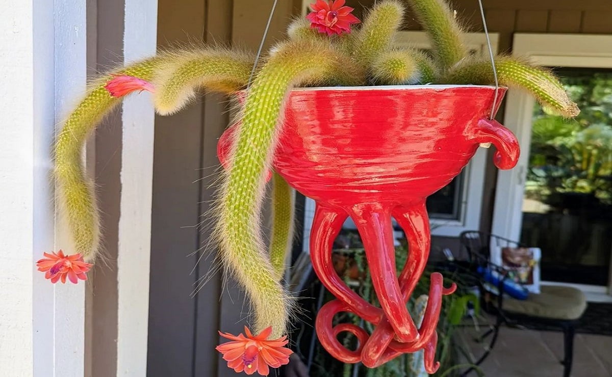 Как вырастить хвост обезьяны: декоративный подвесной кактус