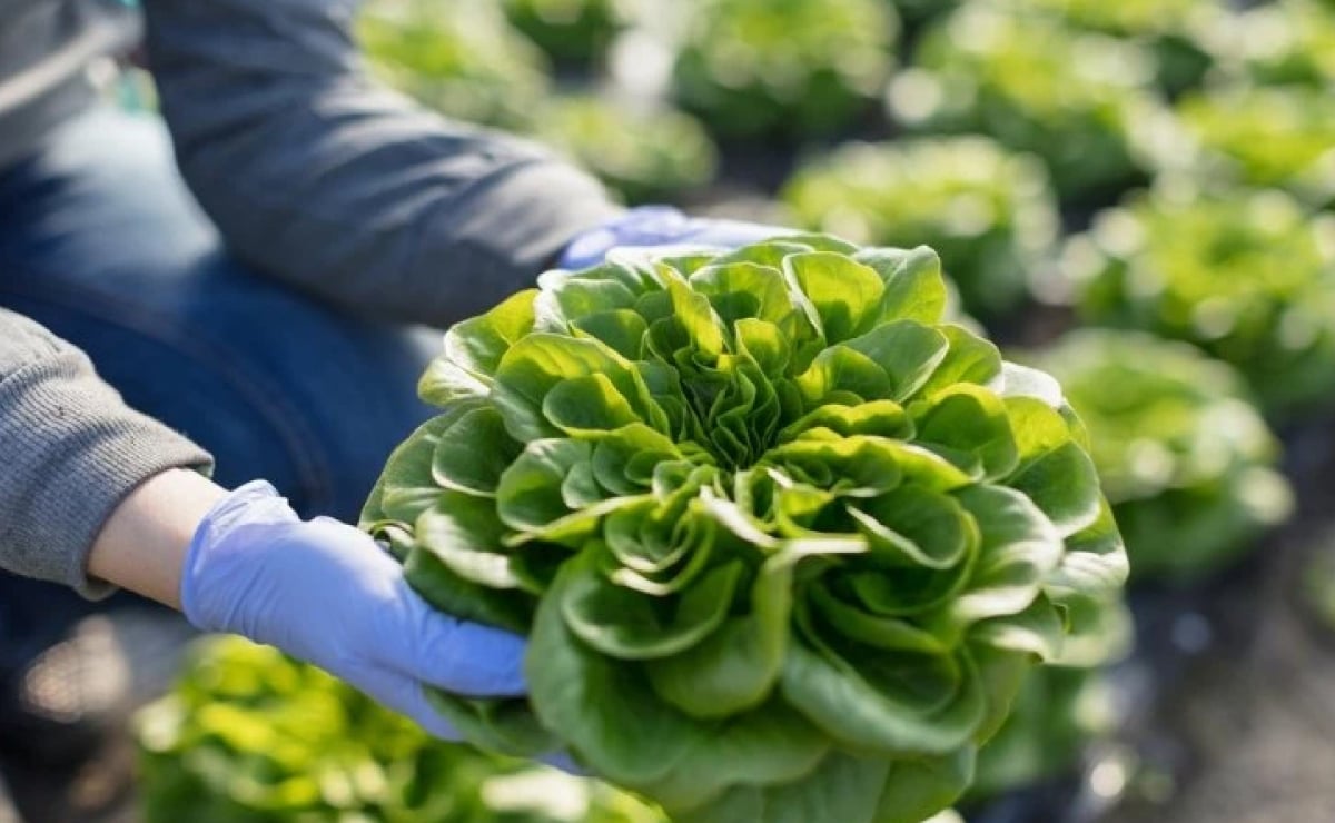 Kako posaditi zelenu salatu: brzi i jednostavni savjeti za uzgoj povrća