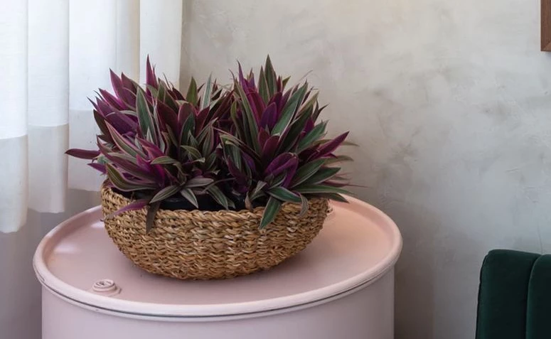 15 načinov uporabe vijoličnega ananasa v dekoraciji za prenovo urbane džungle