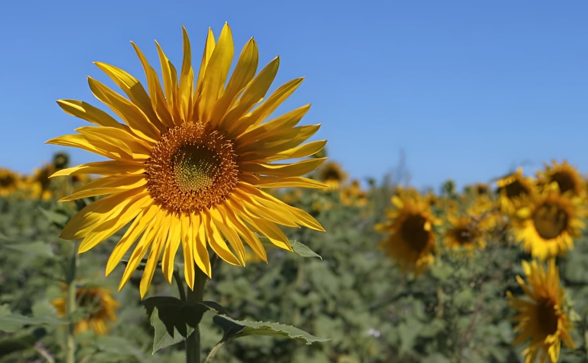 Како да се грижите за сончогледот: научете како да го садите и одгледувате во вашата градина