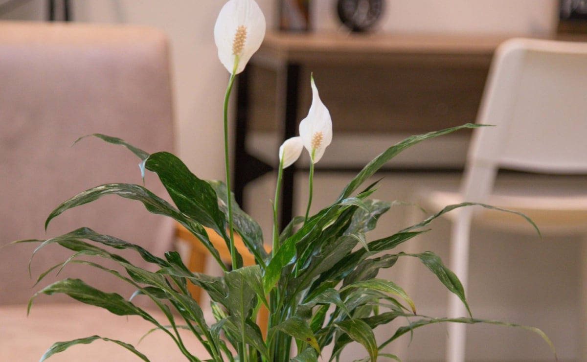 How to care for peace lilies and bring nature into your home