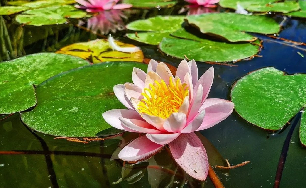 Cvijet lotosa: vrijedni savjeti za uzgoj ove prekrasne vodene biljke
