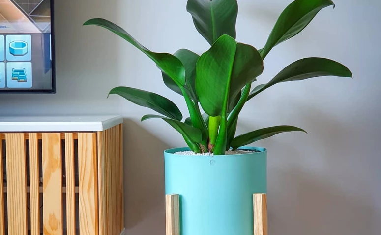 Pacová: cómo cuidar y decorar tu casa con esta planta