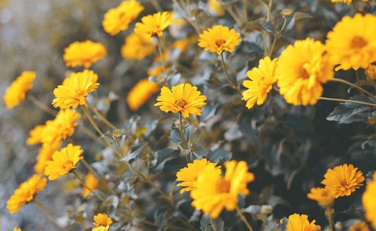 Gele bloemen: 10 soorten om uw tuin op te fleuren en te kleuren