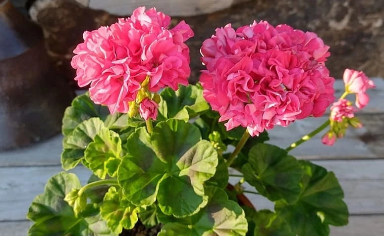 5 tips foar it planten en fersoargjen fan geraniums en it foltôgjen fan jo dekor