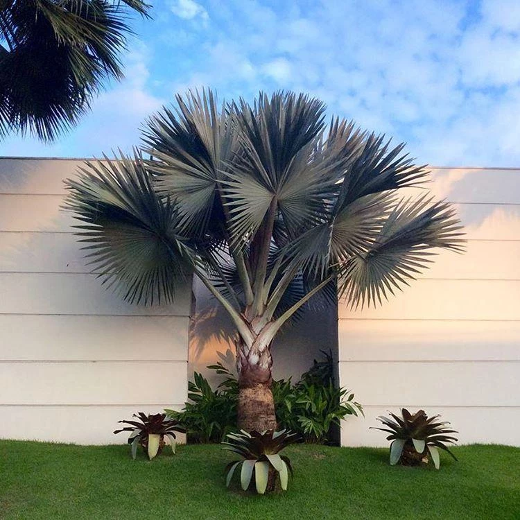 Satsa på den blå palmen för att dekorera din trädgård
