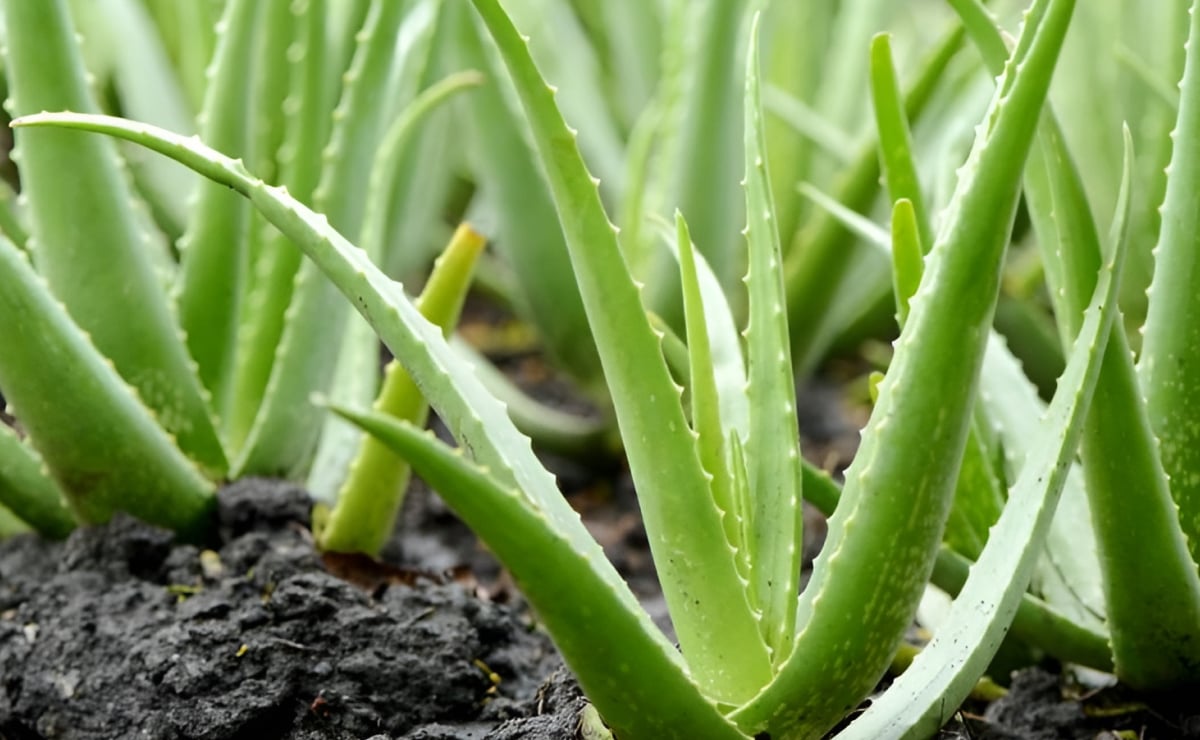 Como plantar aloe vera: 5 xeitos de cultivalo na túa casa