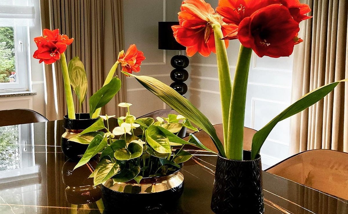 Amaryllis ose zambak, lulja tropikale që do të bëjë xheloz fqinjin tuaj