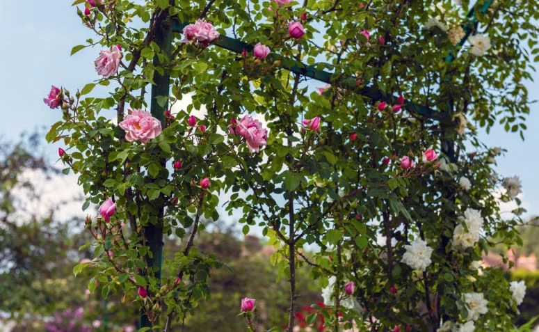 Cách trồng và phát triển hết vẻ đẹp của hoa hồng leo