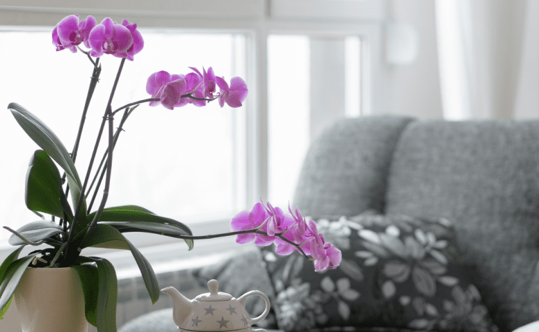 10 είδη μωβ λουλουδιών για να προσθέσετε μια πινελιά χρώματος στο σπίτι