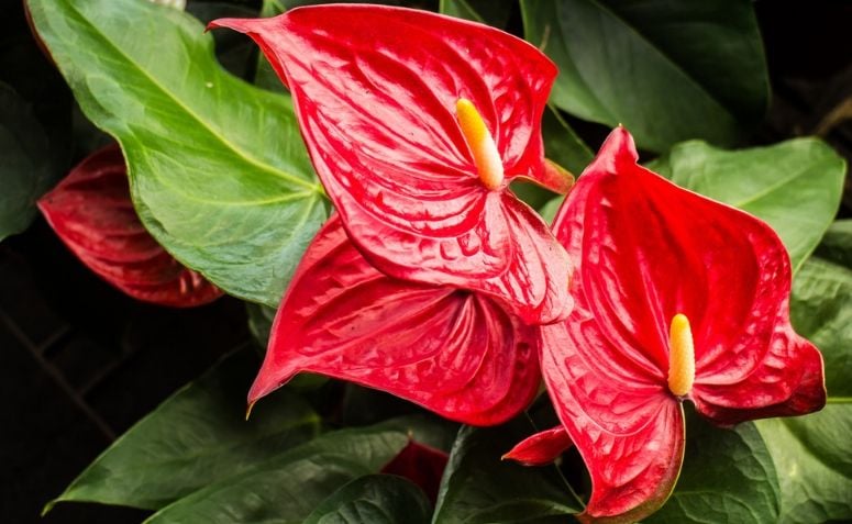 Anthurium: spoznajte to osupljivo cvetlico za svoj vrt