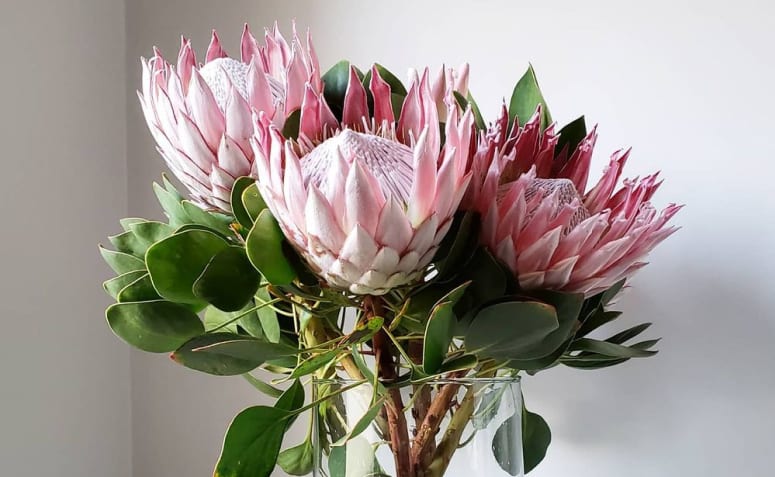 Proteas: jatuh cinta dengan keindahan bunga-bunga yang luar biasa ini