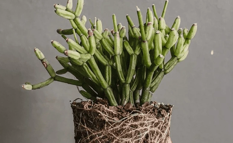 Rhipsalis: soarten, soarch en hoe't jo dizze kaktussoarte plante